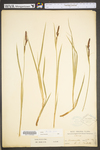 Carex stricta by WV University Herbarium