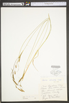 Carex stricta by WV University Herbarium