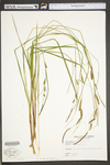 Carex stricta by WV University Herbarium