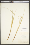 Carex stricta by WV University Herbarium