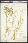 Carex stricta by WV University Herbarium