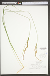 Carex stricta by WV University Herbarium