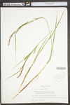 Carex stricta by WV University Herbarium