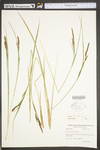 Carex stricta by WV University Herbarium