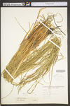 Carex stricta by WV University Herbarium