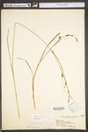 Carex stricta by WV University Herbarium