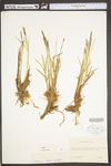 Carex stricta by WV University Herbarium