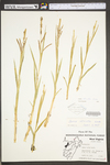 Carex stricta by WV University Herbarium