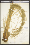 Carex stricta by WV University Herbarium