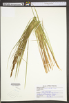 Carex stricta by WV University Herbarium