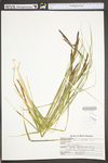 Carex stricta by WV University Herbarium