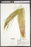 Carex stricta by WV University Herbarium