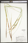 Carex stricta by WV University Herbarium