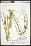 Carex stricta by WV University Herbarium