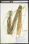 Carex stricta by WV University Herbarium