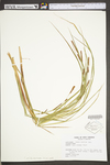 Carex stricta by WV University Herbarium