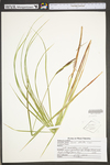 Carex stricta by WV University Herbarium