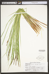 Carex stricta by WV University Herbarium