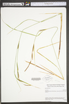 Carex stricta by WV University Herbarium