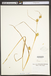Carex folliculata by WV University Herbarium