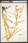 Carex folliculata by WV University Herbarium
