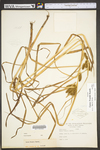 Carex frankii by WV University Herbarium