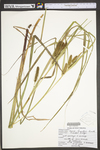 Carex frankii by WV University Herbarium