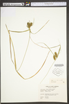 Carex lurida by WV University Herbarium