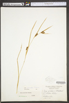 Carex glaucodea by WV University Herbarium