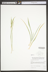 Carex glaucodea by WV University Herbarium
