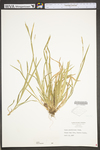 Carex gracilescens by WV University Herbarium