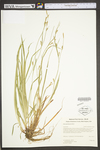 Carex gracilescens by WV University Herbarium