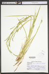 Carex debilis var. rudgei by WV University Herbarium