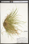 Carex digitalis var. digitalis by WV University Herbarium