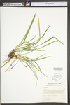 Carex digitalis var. digitalis by WV University Herbarium