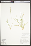 Carex digitalis var. digitalis by WV University Herbarium