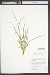 Carex digitalis var. digitalis by WV University Herbarium