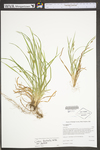 Carex digitalis var. digitalis by WV University Herbarium