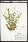 Carex digitalis var. digitalis by WV University Herbarium