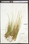 Carex eburnea by WV University Herbarium