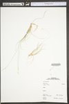Carex eburnea by WV University Herbarium