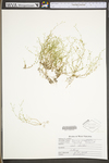 Arenaria serpyllifolia by WV University Herbarium