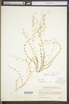 Arenaria serpyllifolia by WV University Herbarium