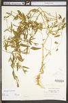 Atriplex patula by WV University Herbarium