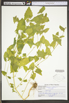 Atriplex patula by WV University Herbarium