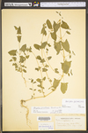 Atriplex prostrata by WV University Herbarium
