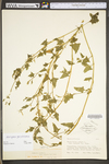 Atriplex prostrata by WV University Herbarium