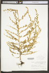 Bassia scoparia by WV University Herbarium