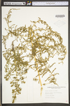 Bassia scoparia by WV University Herbarium