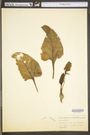 Beta vulgaris by WV University Herbarium